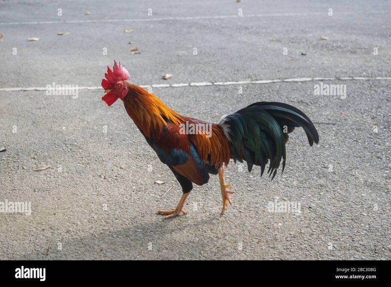 Ontdek de Leuke Geheimen van het Populaire Chicken Road Gokspel Online in Netherlands